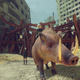 There was no good place to talk about riding boars.